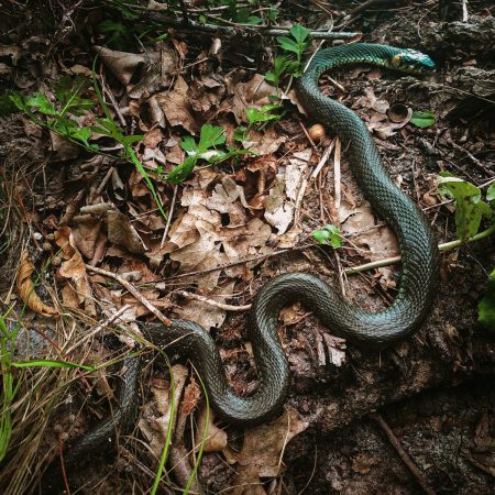 a snake that is laying on the ground