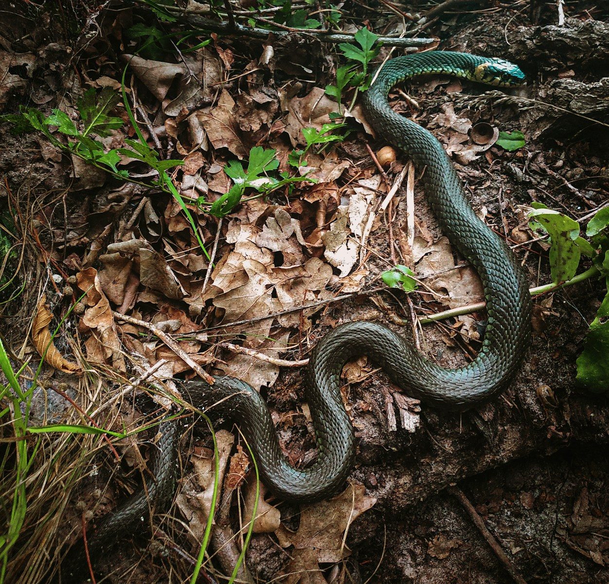 a snake that is laying on the ground