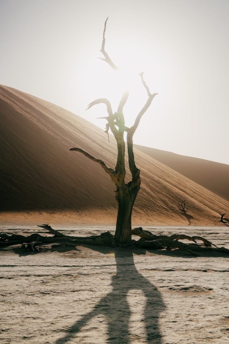 Silhouetted dead tree in a desert landscape at sunrise.